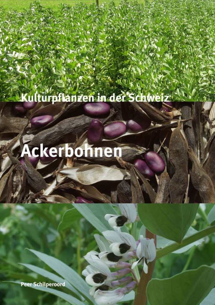 Fève commune des
                                    champs