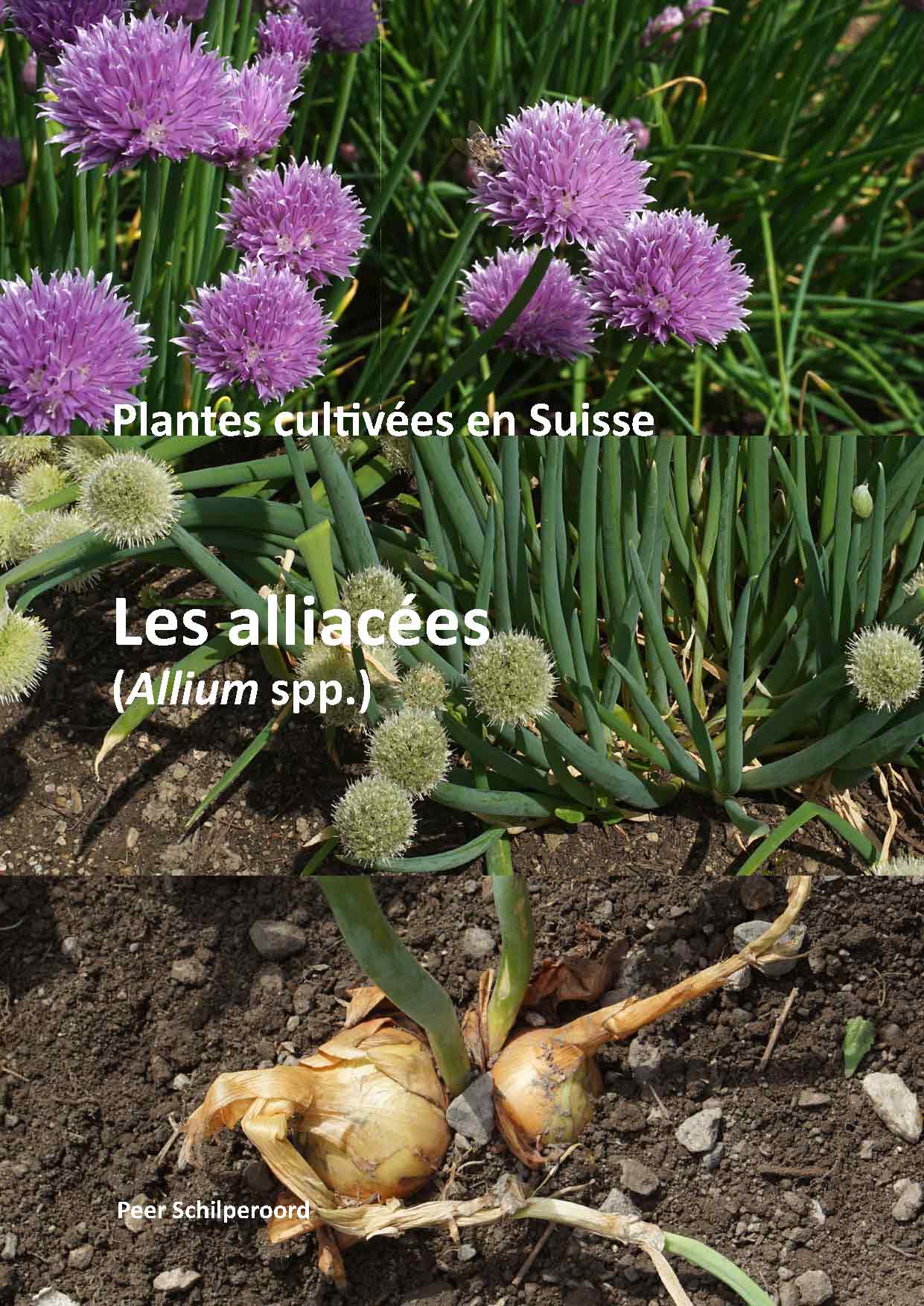 Alliacées