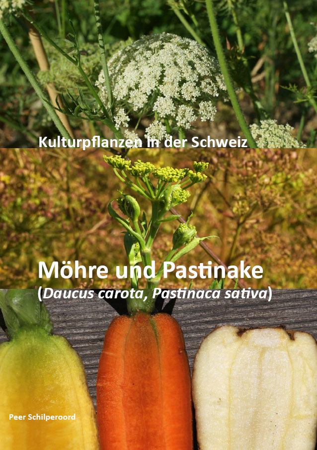 Möhre und Pastinake